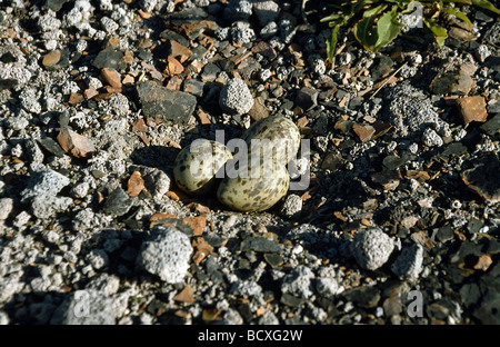 Sterna paradisaea / Artico tern - uova nel nido - Foto Stock