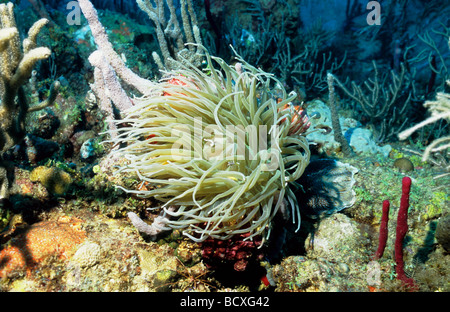 Incredibile vita sottomarina di Grenada, West Indies. Grande sottomarino anemone. Snakelocks Anemone. Foto Stock