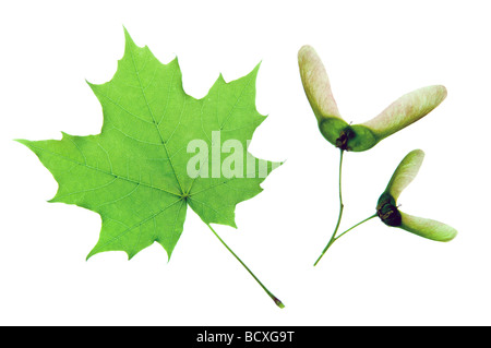 Verde Foglia di acero isolato su bianco Foto Stock