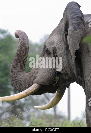 Elefante africano (Loxodonta africana) bull profilo della testa, zanne. Gli animali sollevano il tronco e le zanche. Kruger National Park, Sudafrica Foto Stock