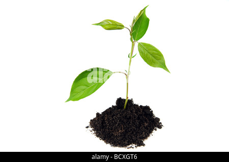 Impianto di terra isolati su sfondo bianco Foto Stock