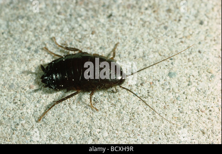Scarafaggio orientale (Blatta orientalis) Foto Stock