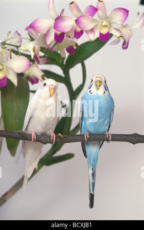 Budgerigar Foto Stock