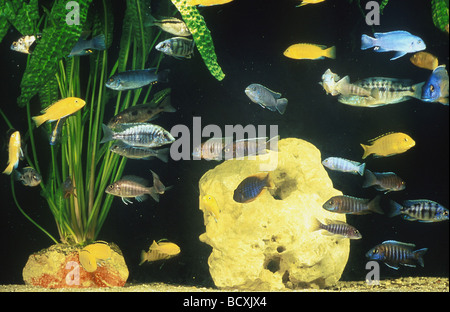 Coperchi in un acquario Foto Stock