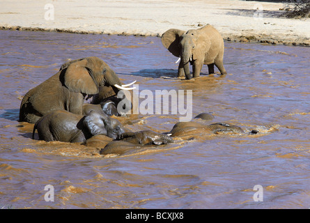 Gli elefanti africani la riproduzione di balneazione e bere nella Uaso Nyiro Samburu Riserva nazionale del Kenya Africa orientale Foto Stock
