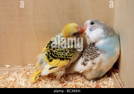 Budgerigar con pulcino Foto Stock