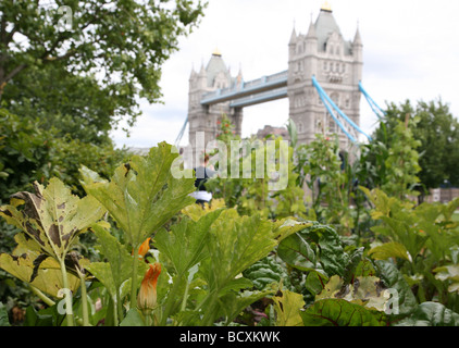 La verdura cresce in allotment vicino al Tower Bridge, London Foto Stock