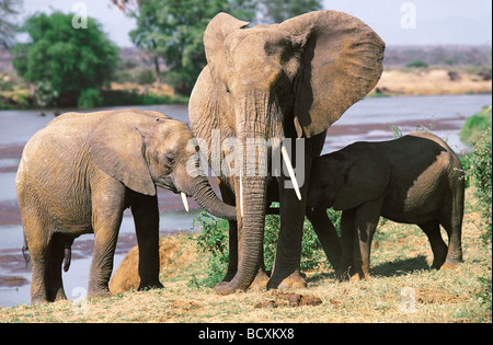 Elefante femmina con due vitelli fratelli sulla banca del Uaso Nyiro Samburu Riserva nazionale del Kenya Africa orientale Foto Stock