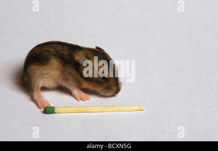 Criceto Dzungariano (Phodopus sungorus). Un bambino di 10 giorni accanto a un match come confronto di dimensioni Foto Stock