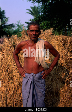 India, Bengala Occidentale, Sunderbans, raccolta di riso Foto Stock