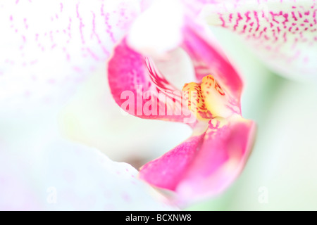 Contemporarybeauty di una mimosa orchid arte fotografia Jane Ann Butler JABP Fotografia326 Foto Stock