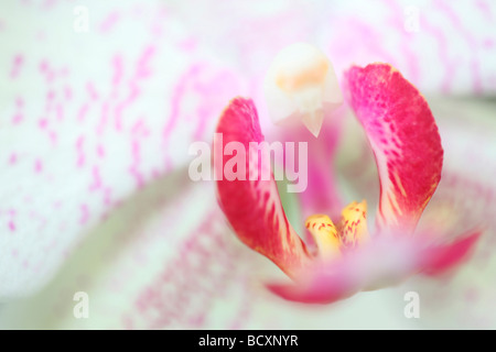 Phalaenopsis Mimosa close up arte fotografia Jane Ann Butler JABP Fotografia323 Foto Stock