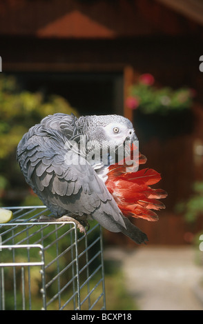 Congo pappagallo grigio (Psittacus erithacus). Adulto permanente sulla sua gabbia in un giardino, preening Foto Stock