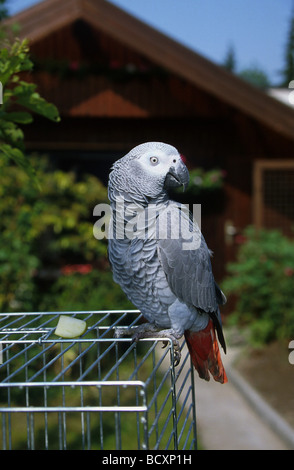 Congo pappagallo grigio (Psittacus erithacus). Adulto permanente sulla sua gabbia in un giardino Foto Stock
