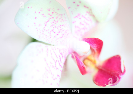 Immagine contemporanea di una mimosa orchid arte fotografia Jane Ann Butler JABP Fotografia325 Foto Stock