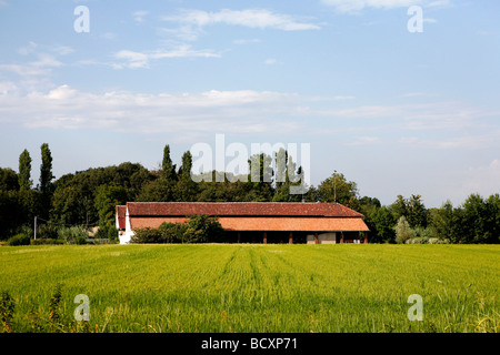 Ricefields, Piemonte, Italia Foto Stock