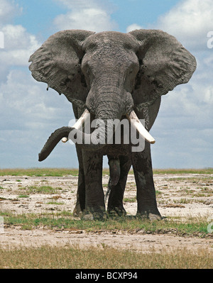 Maschio maturo Elephant bull rilassante in appoggio il suo tronco al brosmio Amboseli National Park in Kenya Africa orientale Foto Stock