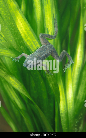 Zaire Dwarf artigliato Rana, Congo Dwarf artigliato Frog (Hymenochirus boettgeri) sotto l'acqua Foto Stock