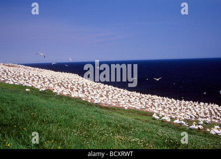 Le sule, il Parc national de l'Ile bonaventure et du Rocher percè, saint laurence golfo, Gaspésie, quebec, Canada Foto Stock