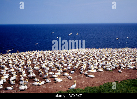 Le sule, il Parc national de l'Ile bonaventure et du Rocher percè, saint laurence golfo, Gaspésie, quebec, Canada Foto Stock