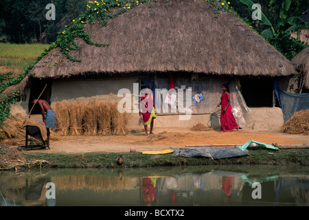 India, Bengala Occidentale, Sunderbans, raccolta di riso Foto Stock