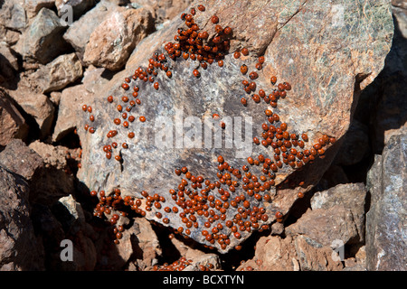 Uno sciame di coccinelle (coccinellidae) in Cipro Foto Stock