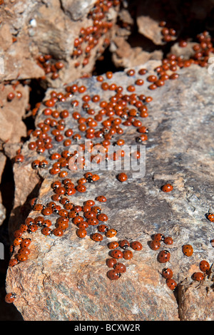 Uno sciame di coccinelle (coccinellidae) in Cipro Foto Stock