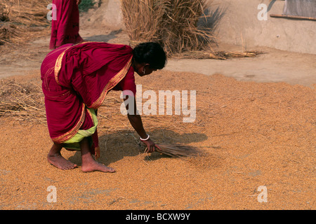 India, Bengala Occidentale, Sunderbans, raccolta di riso Foto Stock