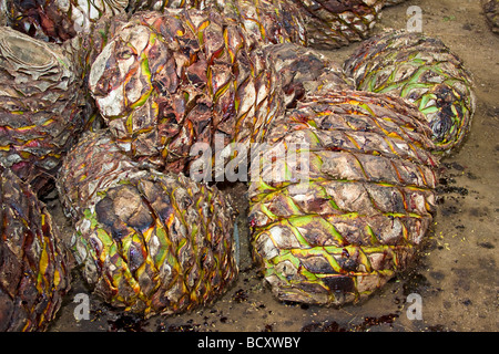 Agave blu " Ananassi' in attesa di essere trasformato in un tequila-simili a bere in Messico Foto Stock