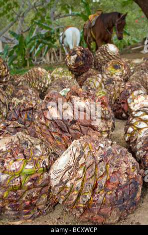 Agave blu " Ananassi' in attesa di essere trasformato in un tequila-simili a bere in Messico Foto Stock