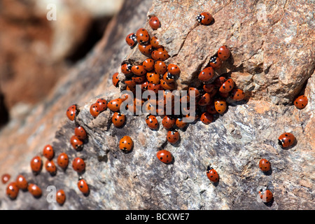 Uno sciame di coccinelle (coccinellidae) in Cipro Foto Stock