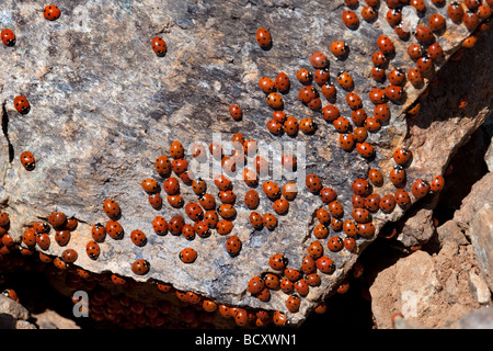 Uno sciame di coccinelle (coccinellidae) in Cipro Foto Stock