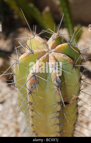 Myrtillocactus Geometrizans Bilberry Whortleberry Cactus Cactus o candela blu Foto Stock