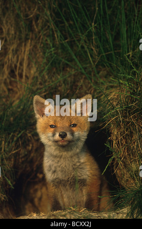 Vulpes vulpes / Red Fox - giovani uno , di fronte la sua tana - Foto Stock