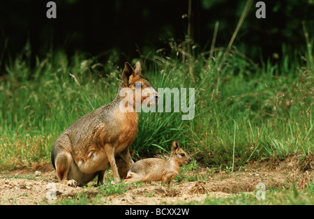 Cavy Patagonia con cub / Dolichotis patagonum Foto Stock