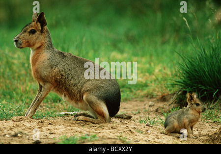 Cavy Patagonia con cub / Dolichotis patagonum Foto Stock