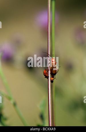 Comune soldato rosso Coleotteri, Rhagonycha fulva, Cantharidae. L'accoppiamento su un gambo di erba Foto Stock
