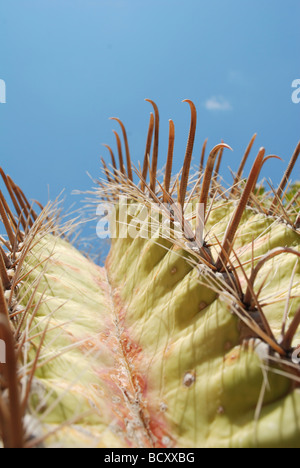 Ferocactus wislizeni la canna Fishhook Cactus chiamato anche Arizona Barrel Cactus Candy Barrel Cactus Foto Stock