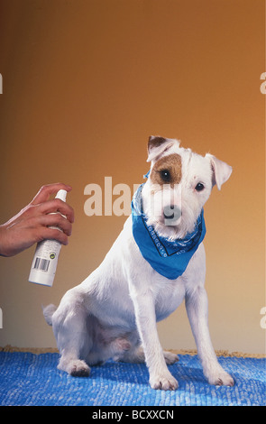 Jack Russell Terrier viene spruzzata contro le zecche e le pulci Foto Stock
