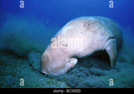 Lamantino , mucche di mare , dugongo / Dugong dugon Foto Stock