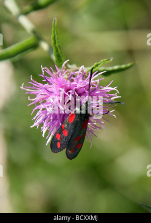 Sei Spot Burnett Falene, Zygaena filipendulae, Zygaenidae, Lepidoptera su nero Fiordaliso, Centaurea nigra Foto Stock