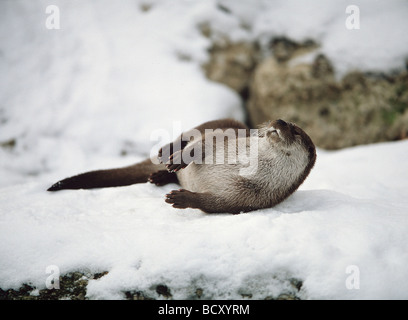 Lutra lutra / Europea Lontra di fiume Foto Stock