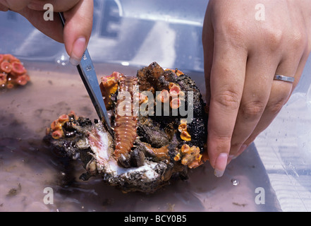 Scienziato esamina Fire Worm specie non identificato e Orange Cup coralli Tubastraea coccinea dal campione di biomassa Foto Stock