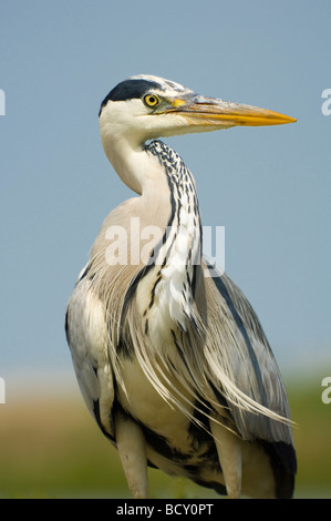 Airone cenerino Ardea cinerea Ungheria Foto Stock