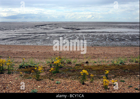 La bassa marea sul lavaggio a Snettisham RSPB riserva naturale sulla Costa North Norfolk REGNO UNITO Foto Stock