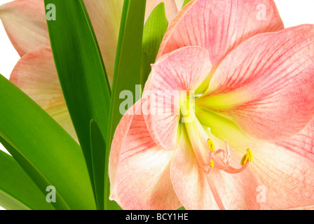 Amaryllis 09 Foto Stock