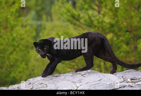 Panthera pardus asia Foto Stock