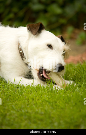 Jack Russell da masticare per cani su un osso Foto Stock