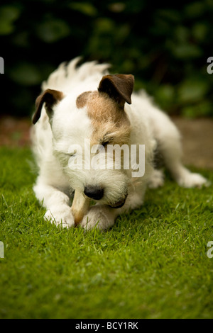 Jack Russell cane tenendo un osso saldamente tra il suo zampe mentre masticare su di esso Foto Stock