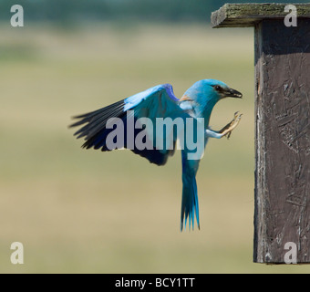 Rullo europea (Coracias garrulus) con insetti, Ungheria Foto Stock